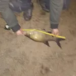 Oleandria -,,domek Jezynka