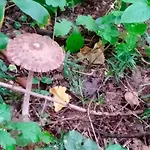 Oleandria -,,domek Jezynka