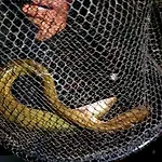 Oleandria -,,domek Jezynka