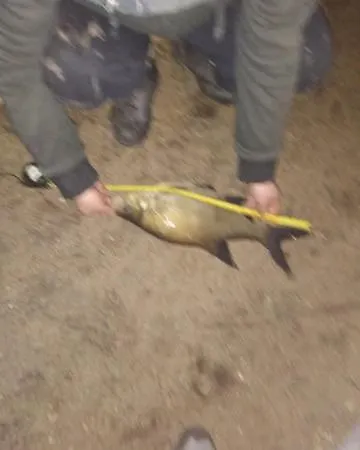 Oleandria -,,domek Jezynka