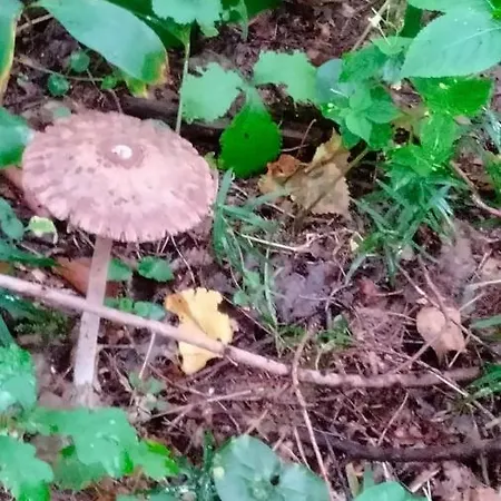 Oleandria -,,domek Jezynka