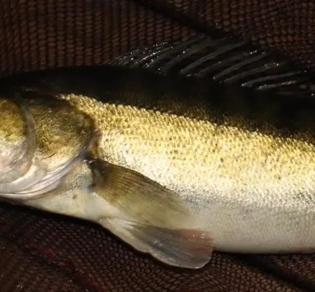 Oleandria -,,domek Jezynka