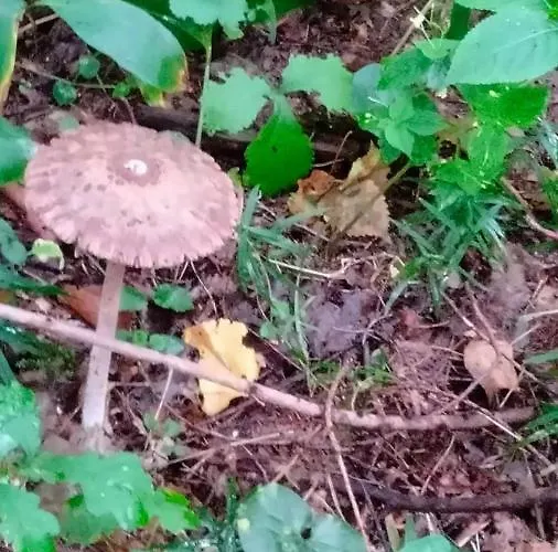 Oleandria -,,domek Jeżynka Nr 30 Domek letniskowy